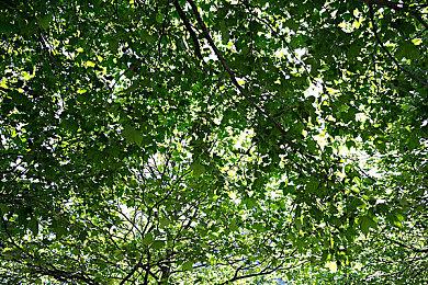 《街头霸王6》阿鬼详情介绍 疯狂的毒药女王